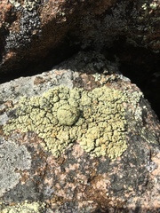 Rhizoplaca opiniconensis