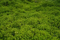 Baccharis magellanica