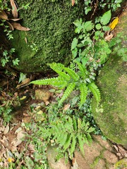 Arachniodes rhomboidea