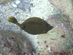 Ostracion cyanurus
