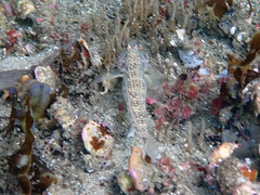 Istigobius hoesei