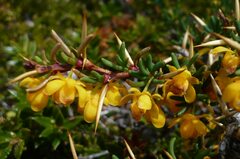 Berberis empetrifolia