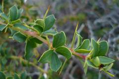 Berberis ilicifolia