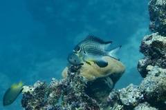 Amblyglyphidodon leucogaster