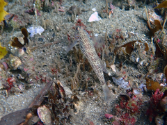 Istigobius hoesei