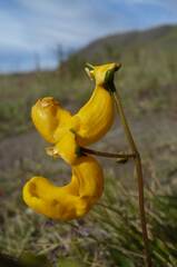 Calceolaria polyrhiza