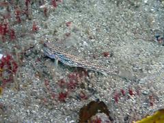 Istigobius hoesei
