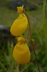 Calceolaria biflora
