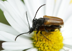 Pseudovadonia livida