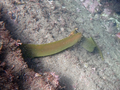 Gymnothorax prasinus