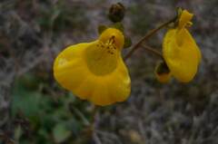 Calceolaria biflora