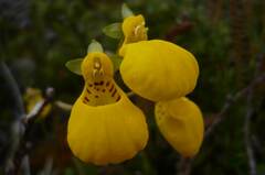 Calceolaria biflora
