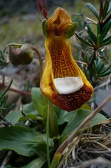 Calceolaria uniflora