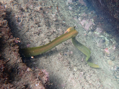 Gymnothorax prasinus