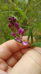 Polygalaceae