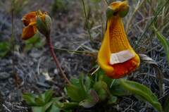 Calceolaria uniflora