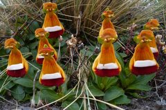 Calceolaria uniflora