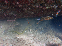 Notolabrus gymnogenis