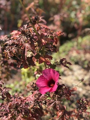 Hibiscus acetosella