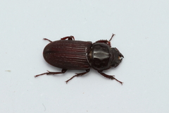 Sclerostomus truncatus