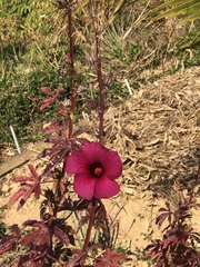 Hibiscus acetosella