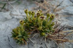 Colobanthus quitensis