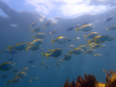 Schuettea scalaripinnis