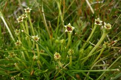 Colobanthus quitensis