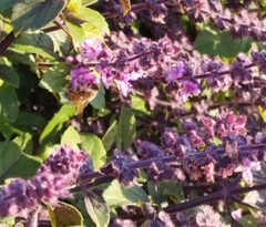 Apis mellifera