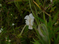Rhamphicarpa longiflora