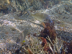 Acanthopagrus australis