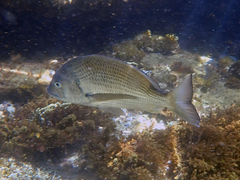 Acanthopagrus australis
