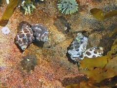 Tenguella marginalba