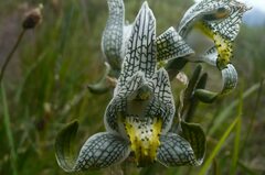 Chloraea magellanica