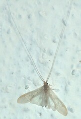 Aethaloptera sexpunctata