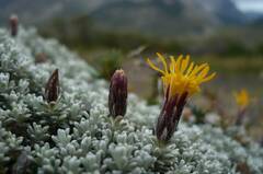 Nardophyllum bryoides