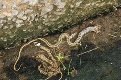 Amphiesma stolatum