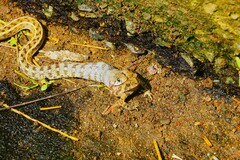 Amphiesma stolatum