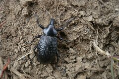 Cylydrorhinus