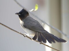 Pycnonotus barbatus layardi