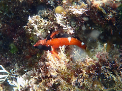 Enneapterygius atrogulare