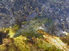 Scobinichthys granulatus