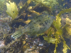 Scobinichthys granulatus