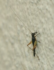 Trigonidium cicindeloides