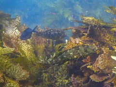 Notolabrus gymnogenis