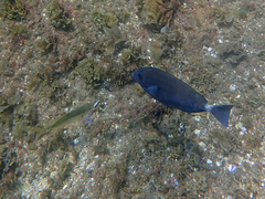 Prionurus microlepidotus