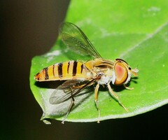 Episyrphus