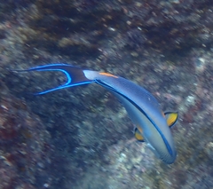 Acanthurus sohal