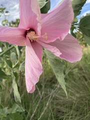 Hibiscus grandiflorus