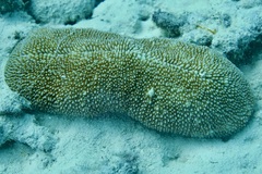 Ctenactis crassa